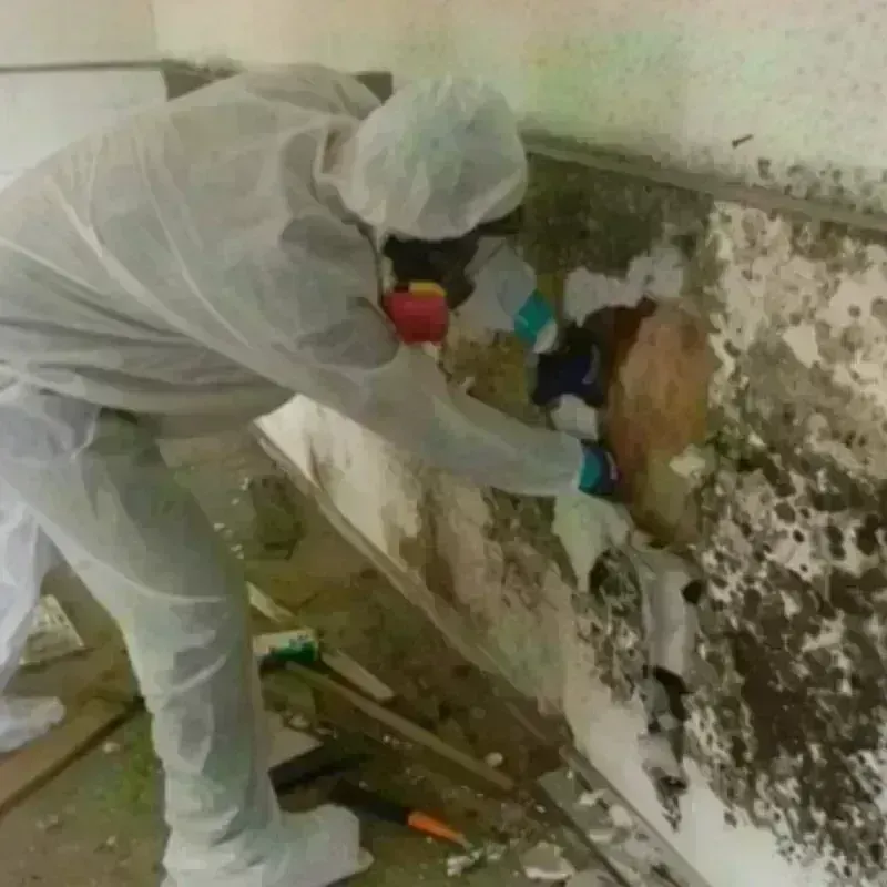 Mold Remediation and Removal in Tucumcari, NM